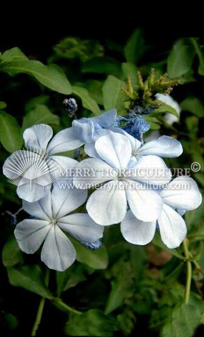 Plumbago auriculata (Capensis) 'flower'